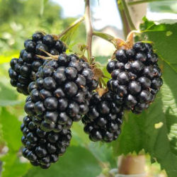 rubus fruticosus -loch-ttay